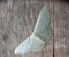 Lepidoptera
