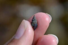 Propebela rufa