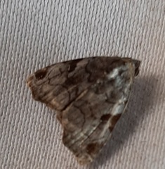 Lepidoptera
