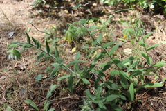 Onosma frutescens