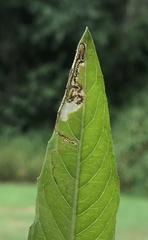 Mompha argentimaculella