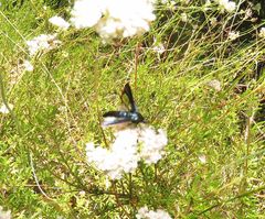 Synanthedon polygoni