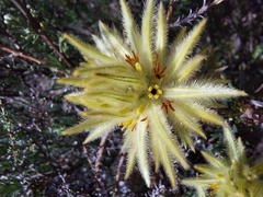 Phylica plumosa
