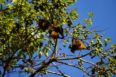 Pteropus rodricensis