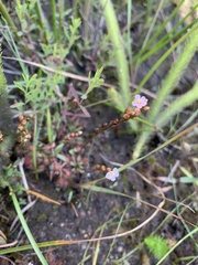 Drosera capillaris