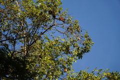 Pteropus rodricensis