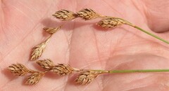 Carex hormathodes