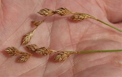 Carex hormathodes
