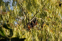 Pteropus rodricensis