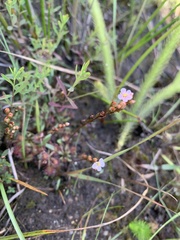 Drosera capillaris