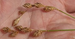 Carex hormathodes