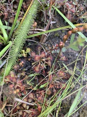 Drosera capillaris