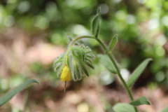 Onosma frutescens