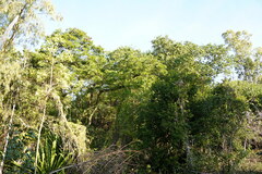 Pteropus rodricensis