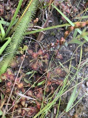 Drosera capillaris