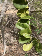 Morisonia hastata