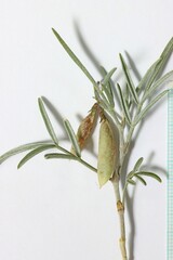 Astragalus ceramicus ceramicus