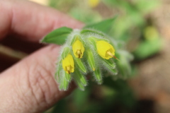 Onosma frutescens