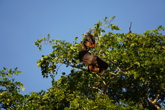 Pteropus rodricensis