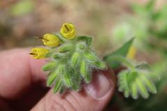 Onosma frutescens