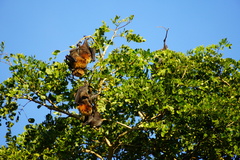 Pteropus rodricensis