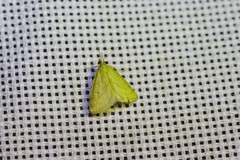 Psammotis pulveralis