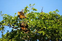 Pteropus rodricensis