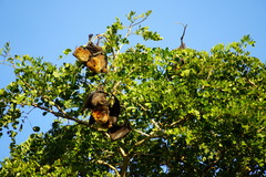 Pteropus rodricensis