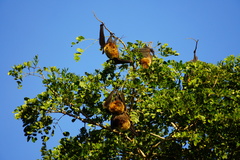 Pteropus rodricensis