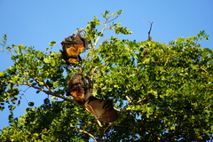 Pteropus rodricensis