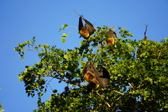 Pteropus rodricensis