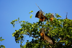 Pteropus rodricensis