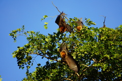 Pteropus rodricensis