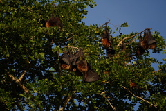 Pteropus rodricensis