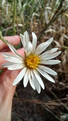Noticastrum