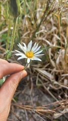 Noticastrum