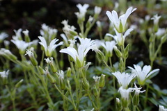 Cerastium morrisonense