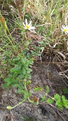 Noticastrum