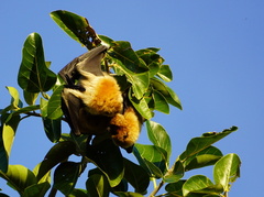 Pteropus rodricensis