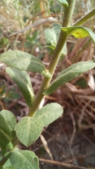 Noticastrum