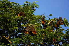 Pteropus rodricensis