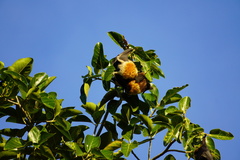 Pteropus rodricensis