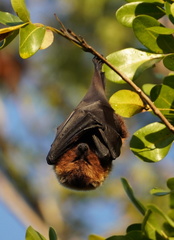 Pteropus rodricensis