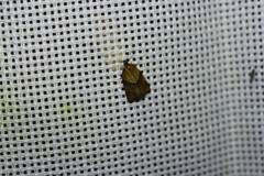 Philedone gerningana