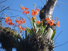 Prosthechea vitellina