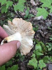 Media resource of Russula fragrantissima