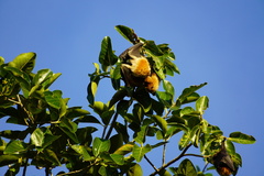 Pteropus rodricensis