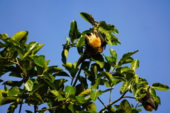 Pteropus rodricensis