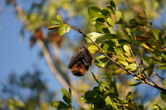 Pteropus rodricensis