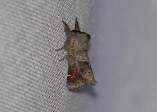 Apical Prominent photo 4